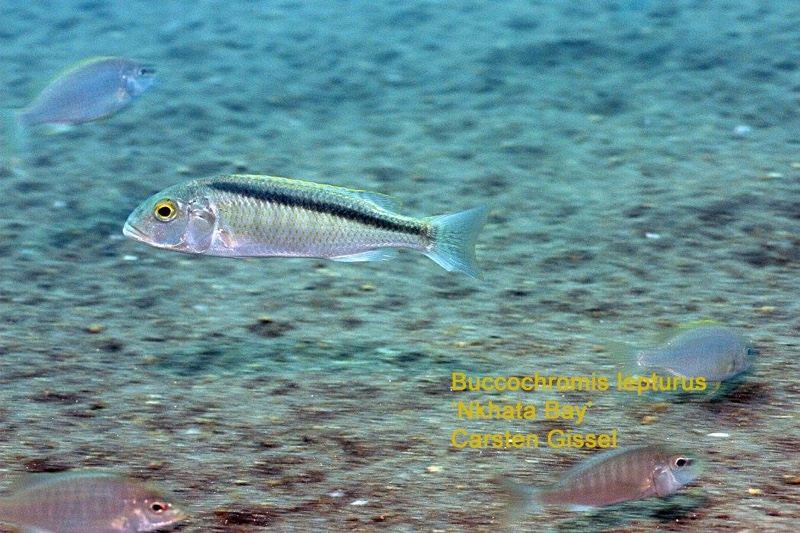 Buccochromis lepturus 'Nkhata Bay'